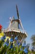 Dutch windmill and colorful flowers
