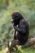 baby gorilla
