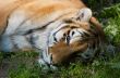 beautiful tiger