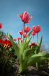 colorful flower garden