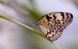 close-up of a beautiful butterfly