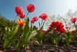 colorful flower garden
