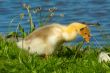 cute duckling