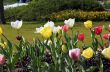 colorful flower garden