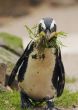 cute penguin