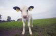 funny baby cow
