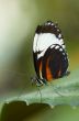 beautiful butterfly