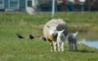 mother and two lambs