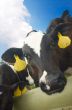 funny picture of a baby cow