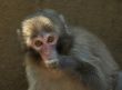 cute baby monkey