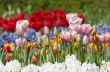 colorful flower garden