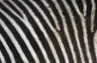 Zebra texture