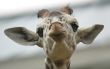 Cute baby giraffe