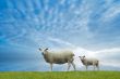 mother and baby sheep