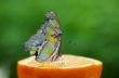 Beautiful butterfly
