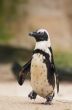 cute penguin
