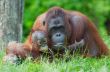 mother orangutan with her baby