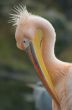 portrait of a pelican