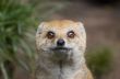 mongoose
