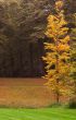 autumn in the park
