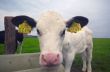 funny baby cow