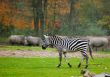 zebra in safari park