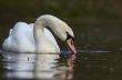 close-up of a beautiful swan