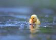 little duckling