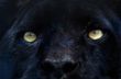 black panther