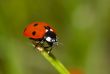 ladybug on the grass