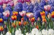 colorful flower garden