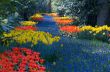 colorful flower garden