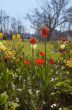colorful flower garden in spring