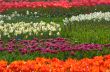 colorful flower garden