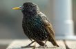 close-up of a starling