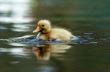 close-up of a cute duckling