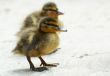 cute little duckling
