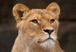 portrait of a female lion
