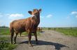 cow in summer