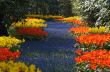 colorful flower garden in spring
