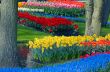 colorful flower garden