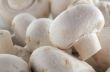 Mushroom background