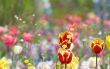colorful flower garden