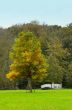 autumn in the park