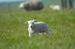 cute little lamb