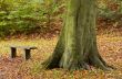 autumn in the park