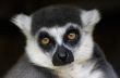 ring-tailed lemur monkey