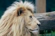 Male Lion