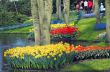 colorful flower garden