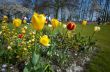 colorful flower garden in spring